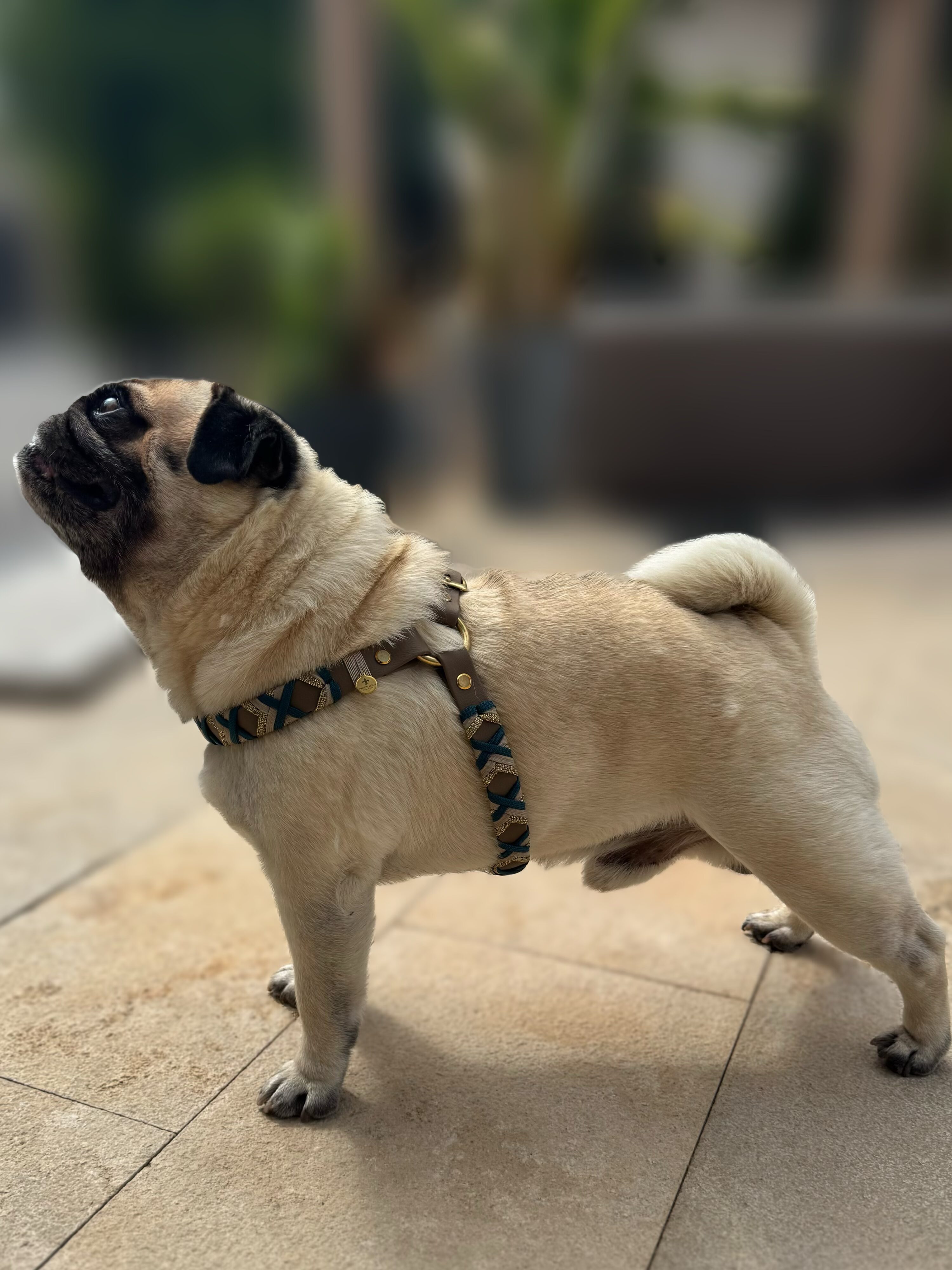 Designgeschirr - Step in – Bild 3