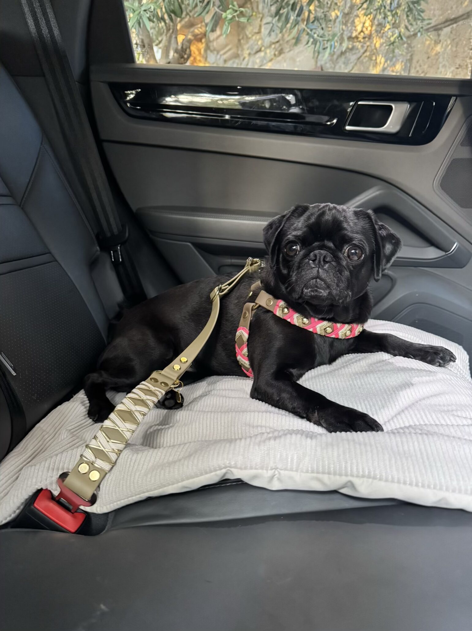 Anschnallgurt für Hunde beige – Bild 3